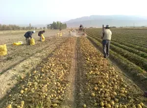 کشاورزان